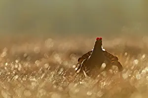 Lekking: Black Grouse