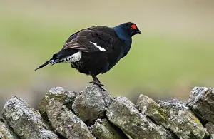 Tetrix: Black Grouse