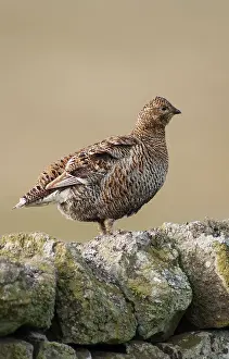 Tetrix: Black Grouse