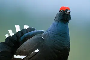 Tetrix: Black Grouse