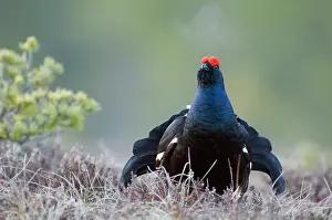 Tetrix: Black Grouse