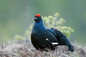 Tetrix: Black Grouse
