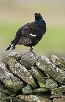 Tetrix: Black Grouse