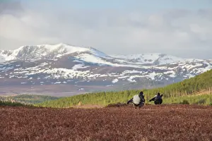 Lekking: Black Grouse