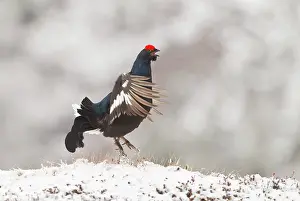 Flatanger: Black Grouse