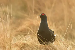 Lekking: Black Grouse