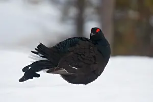 Tetrix: Black Grouse