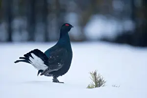Tetrix: Black Grouse
