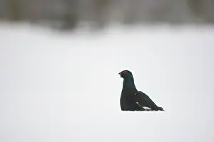 Tetrix: Black Grouse