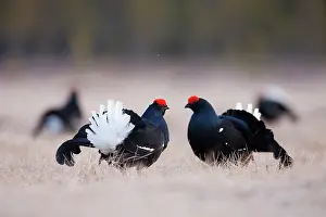 Bogland: Black Grouse