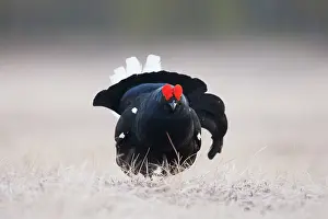Bogland: Black Grouse