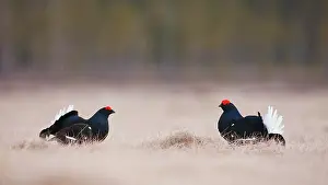 Bogland: Black Grouse