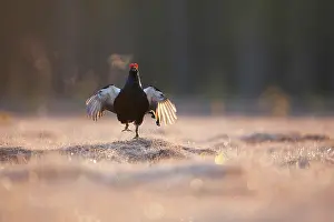 Bogland: Black Grouse