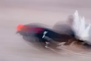 Tetrix: Black Grouse