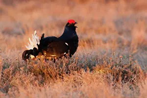 Tetrix: Black Grouse
