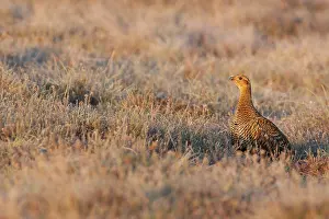 Tetrix: Black Grouse