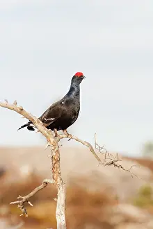 Tetrix: Black Grouse