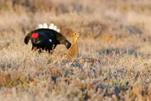 Lekking: Black Grouse