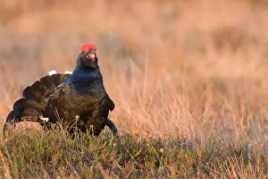 Lekking: Black Grouse