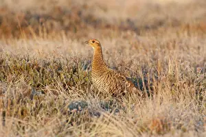 Lekking: Black Grouse