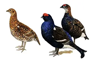 Lyrurus: Black grouse