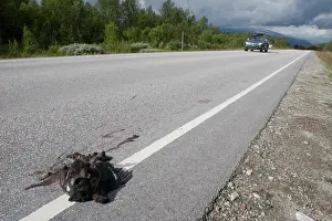 Roadkill: Black Grouse