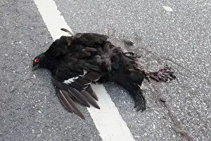 Roadkill: Black Grouse