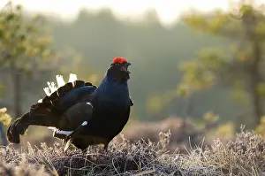 Bogland: Black Grouse