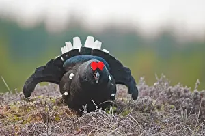 Bogland: Black Grouse