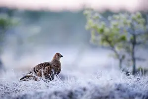 Bogland: Black Grouse