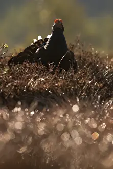 Bogland: Black Grouse