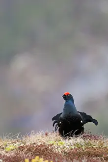 Lekking: Black Grouse