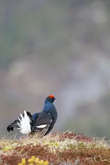 Lekking: Black Grouse