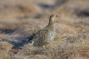 160517: Black Grouse adult female Sweden