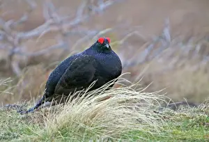 Moorlands: Black Grouse - Cock bird sitting in rain on moorland