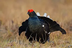 Lyrurus: Black Grouse cock Black Grouse male displaying in spring