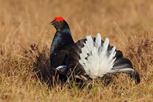 Lyrurus: Black Grouse cock Black Grouse male displaying in spring