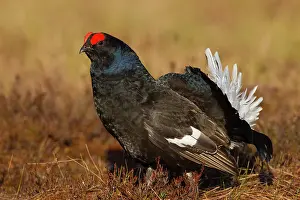 Lyrurus: Black Grouse cock Black Grouse male displaying in spring