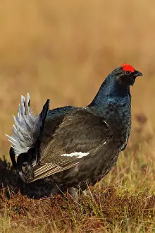Lyrurus: Black Grouse cock Black Grouse male displaying in spring