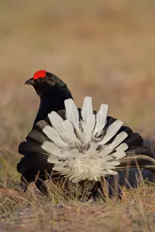 Lekking: Black Grouse cock Black Grouse male displaying in spring