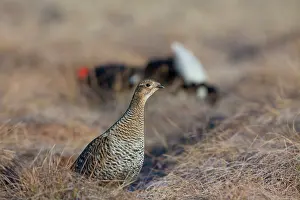 160517: Black Grouse cock courting hen Sweden