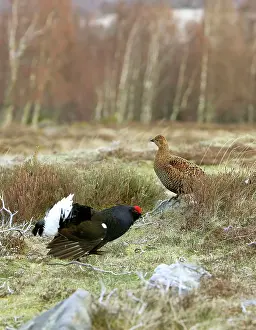 Leks: Black Grouse - Cock and Hen