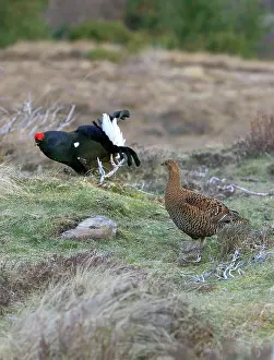 Leks: Black Grouse - Cock and Hen on lek early morning