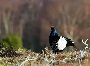 Leks: Black Grouse - Cock on lek early morning