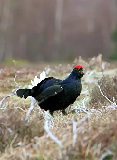 Leks: Black Grouse - Cock on lek early morning
