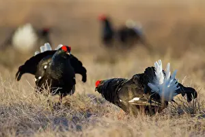 Lekking: Black Grouse cocks Black Grouse males displaying in spri