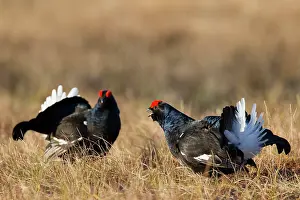 Lekking: Black Grouse cocks Black Grouse males displaying in spri