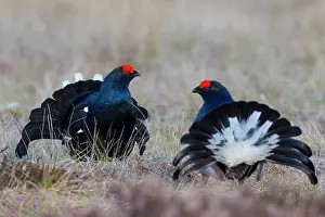 Lekking: Black Grouse cocks Black Grouse males displaying in spri