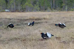 Lekking: Black Grouse cocks Black Grouse males displaying in spri