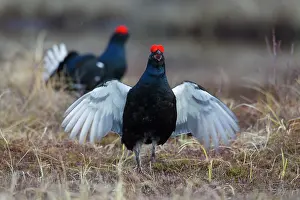 Lekking: Black Grouse cocks Black Grouse males displaying in spri